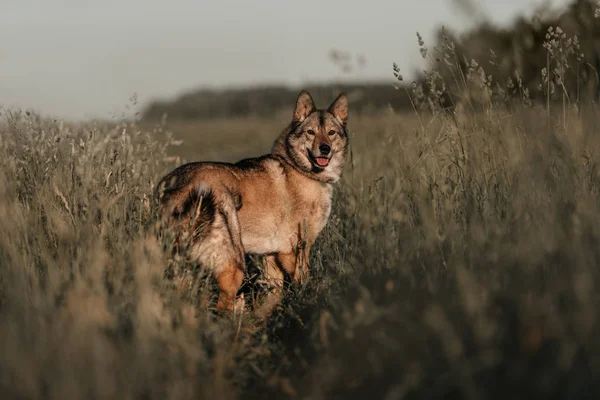 Grauer Mischlingshund posiert auf einem Feld im hohen Gras — Stockfoto