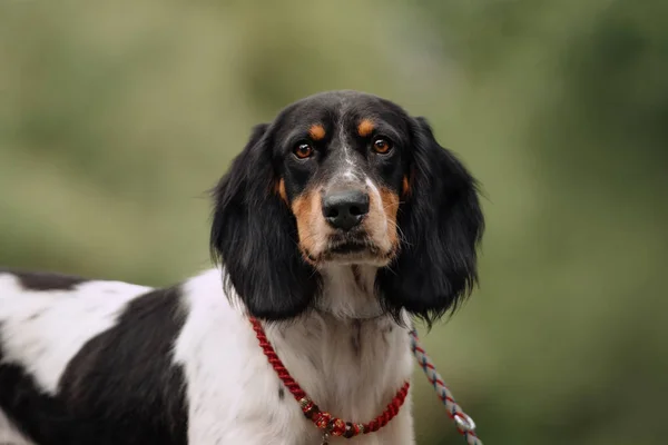 Piękny spaniel mieszanka pies pozowanie w lecie — Zdjęcie stockowe