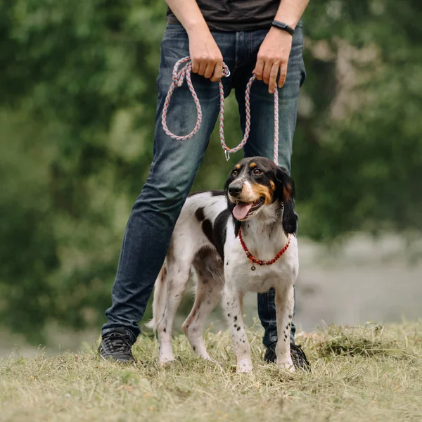 Proprietário de pé com um belo cão em uma coleira ao ar livre no verão — Fotografia de Stock