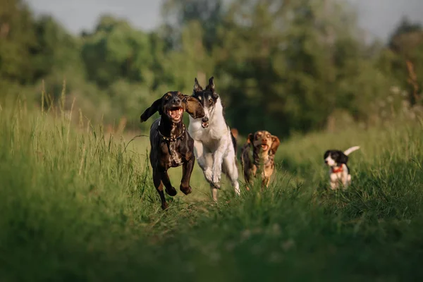 Grupa szcześliwych psów biegających latem na świeżym powietrzu — Zdjęcie stockowe