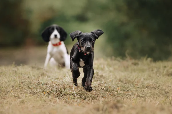 Yazın açık havada koşan siyah melez köpek yavrusu. — Stok fotoğraf