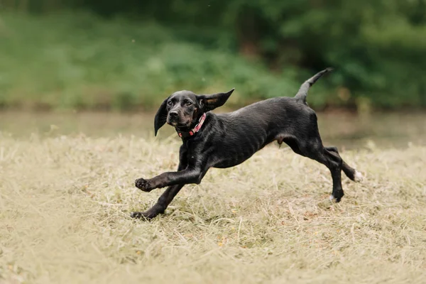 Happy pointe rmix puppy loopt buiten in de zomer — Stockfoto