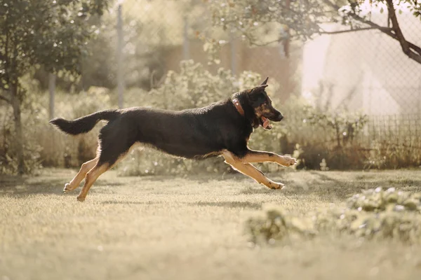 Glad svart herde hund kör utomhus på sommaren — Stockfoto