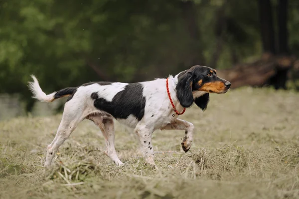 美しいポインタ犬が夏に畑を歩く — ストック写真