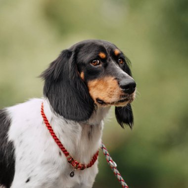 Yazın güzel melez köpek portresi