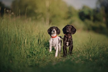 İki sivri uçlu köpek yavrusu çimlerin üzerinde yan yana durur.