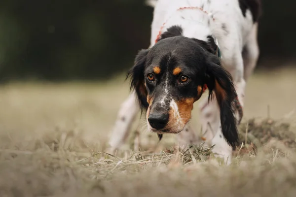 Trójkolorowy spaniel mieszanka pies pozowanie na zewnątrz w lecie — Zdjęcie stockowe