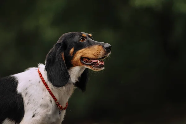 Trójkolorowy spaniel mieszanka pies portret na zewnątrz w lecie — Zdjęcie stockowe