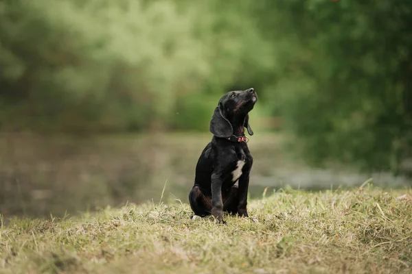 Cachorro ponteiro preto em um colarinho sentado na grama ao ar livre — Fotografia de Stock
