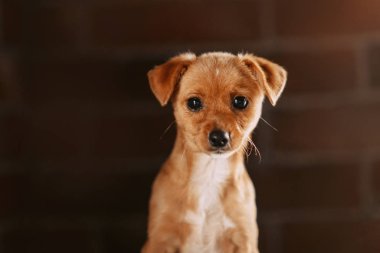 Küçük kırmızı melez köpek yavrusu. Kapalı alanda portre yakın.