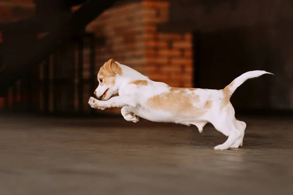 Sevimli küçük melez köpek yavrusu içerde oynuyor. — Stok fotoğraf