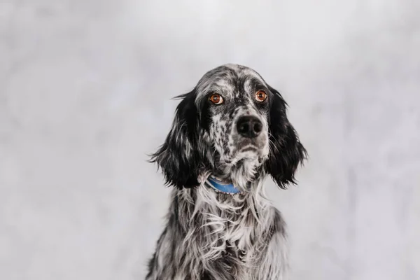 Perro setter inglés en cuello azul posando en interiores —  Fotos de Stock