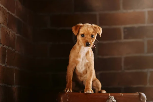 Red mixed breed puppy sitting in front of a brick wall — Stock Photo, Image