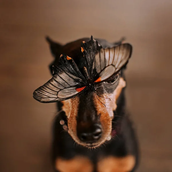 Миниатюрный пинчер с бабочкой на носу — стоковое фото