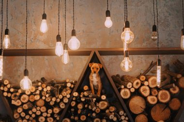 Kırmızı melez köpek içeride odun yığınının üzerinde duruyor.