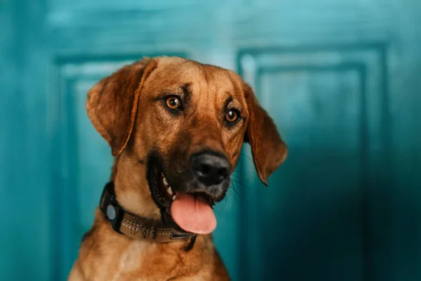 Rojo mestizo perro retrato en un collar en el interior —  Fotos de Stock