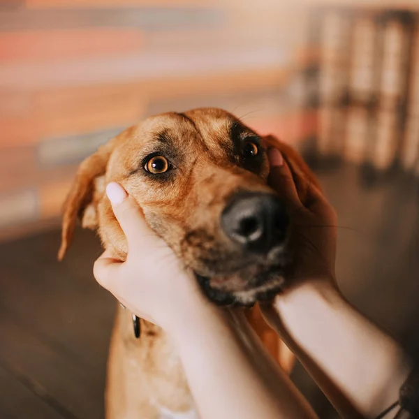 Majitel ruce mazlení pes hlava zblízka portrét — Stock fotografie