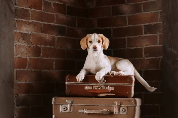 Mixed breed dog lying down on top of suitcases indoors — Stock Photo, Image