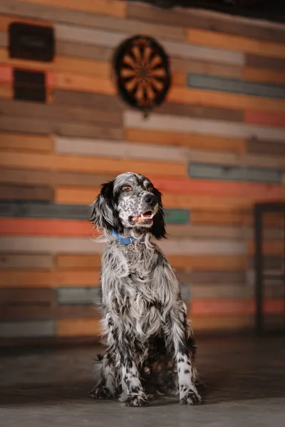 Chien setter anglais assis à l'intérieur devant un mur coloré — Photo