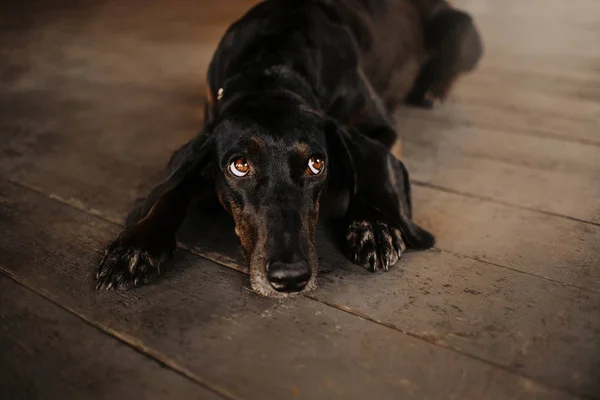 Triste chien pointeur mélange couché sur le sol en bois — Photo