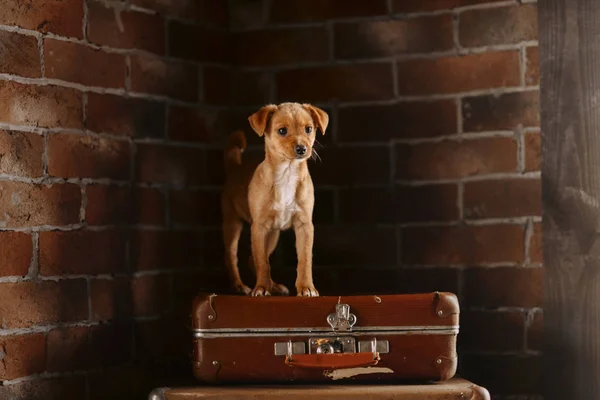 Cachorro de raça mista vermelho em pé em uma mala dentro de casa — Fotografia de Stock