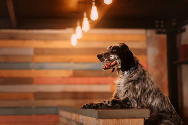 Perro setter inglés posando detrás del mostrador en el interior — Foto de Stock