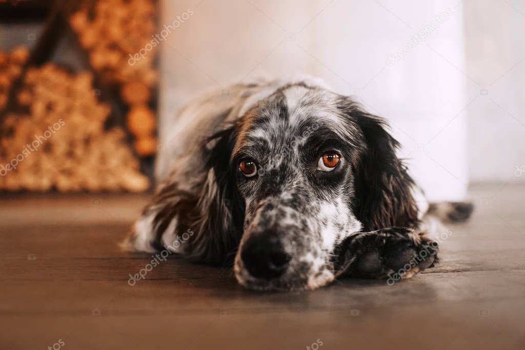 sad black and white english setter dog lying down indoors