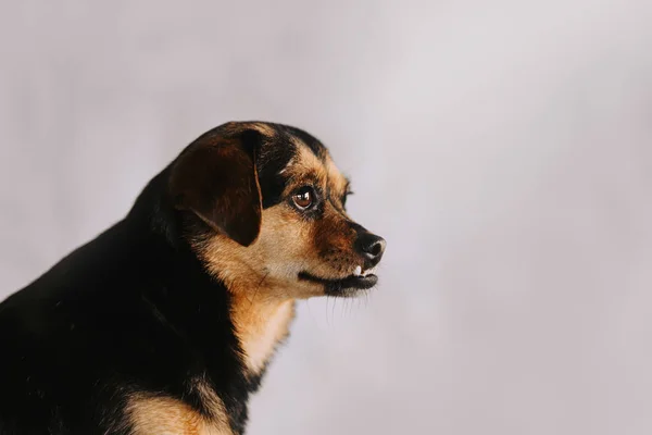 Preto e bronzeado misto raça cão com maxilar undershot — Fotografia de Stock