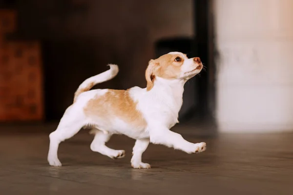 Felice piccolo cucciolo di razza mista camminando sul pavimento — Foto Stock