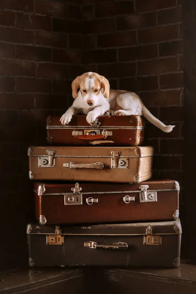 Mixed breed dog lying down on a stack of suitcases indoors — Stock Photo, Image