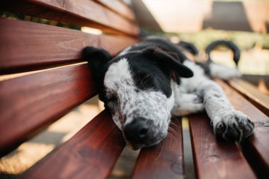 Yorgun çoban köpeği bankta uyuyor.