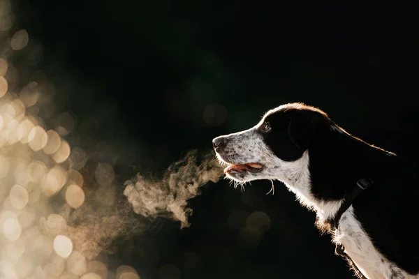 Černý okraj kolie štěně portrét venku na slunci — Stock fotografie