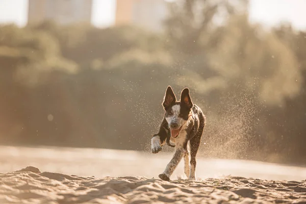 Feliz frontera collie cachorro corriendo en arena al aire libre en la salida del sol —  Fotos de Stock