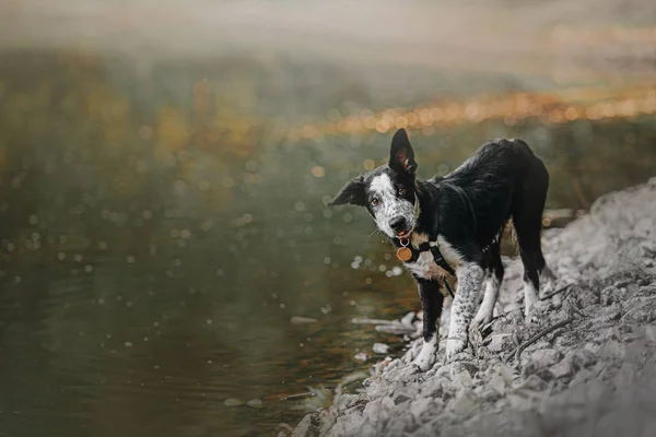 Adorable border collie puppy standing by the river — Stock Photo, Image