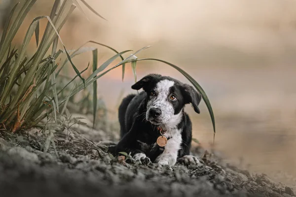 Fronteira filhote de cachorro collie deitado junto ao rio no verão — Fotografia de Stock