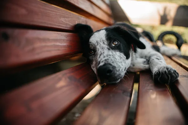Adorable blakc border collie cachorro descansando en un banco — Foto de Stock