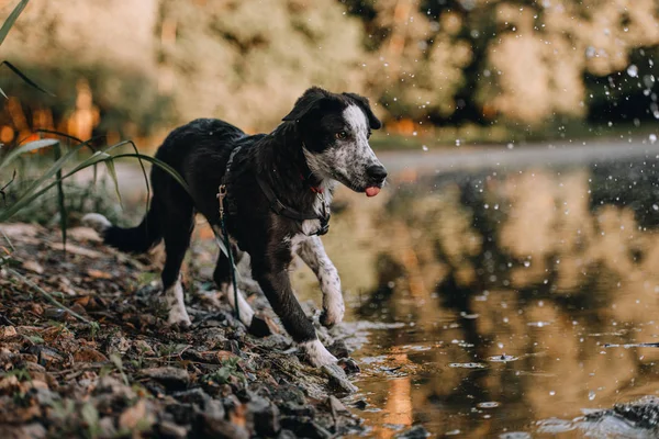Joven negro frontera collie perro en un playa por el río —  Fotos de Stock