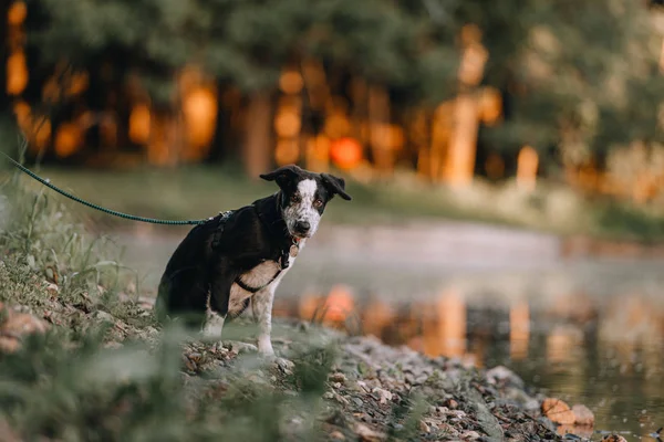 Border collie puppy zittend aan de rivier in de zomer — Stockfoto