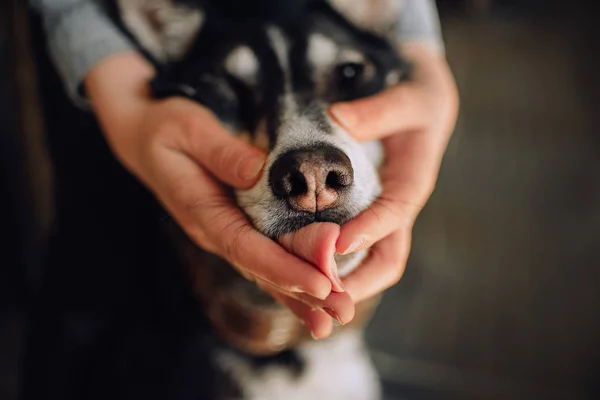 Fechar-se de um cão lambendo as mãos proprietário dentro de casa — Fotografia de Stock