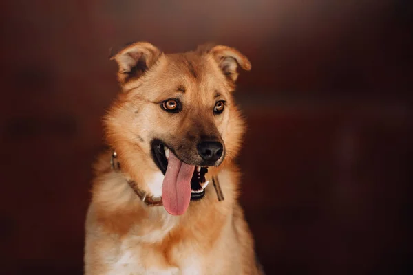 Heureux rouge portrait de chien de race mixte avec la langue sur — Photo