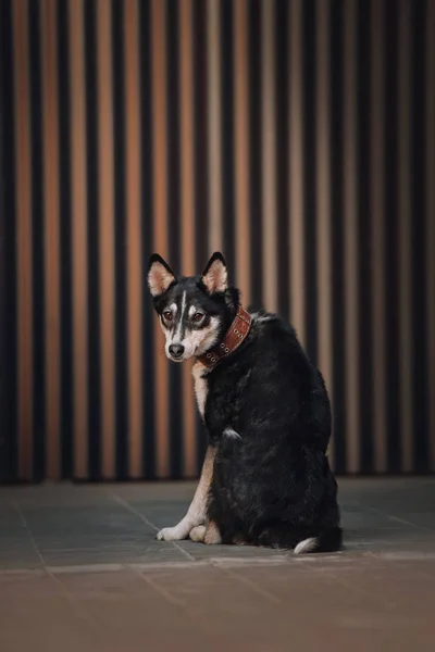 Mixed breed dog sitting with the back turned to the camera — 图库照片