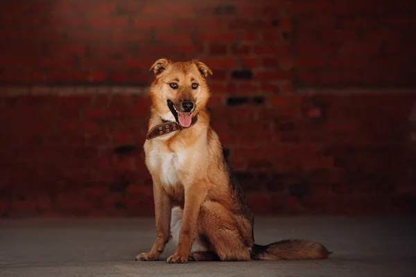Happy mixed breed dog sitting in front of a brick wall — Stok fotoğraf