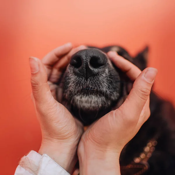 Close up of a dog nose with human hands around it — 图库照片