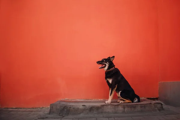 Feliz mestiço cão sentado ao ar livre na frente de uma parede vermelha — Fotografia de Stock