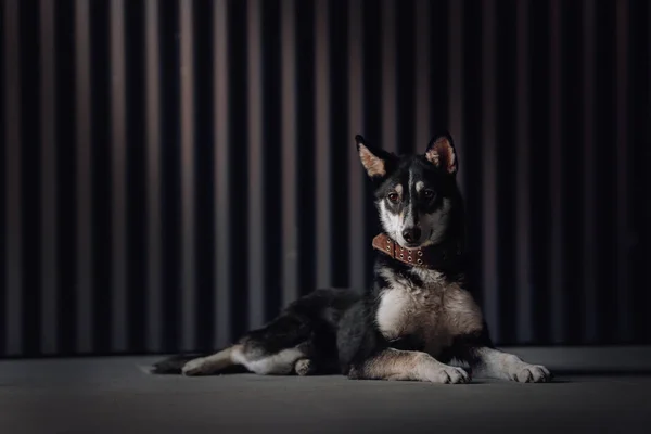 Mixed breed dog lying down outdoors in the evening — ストック写真