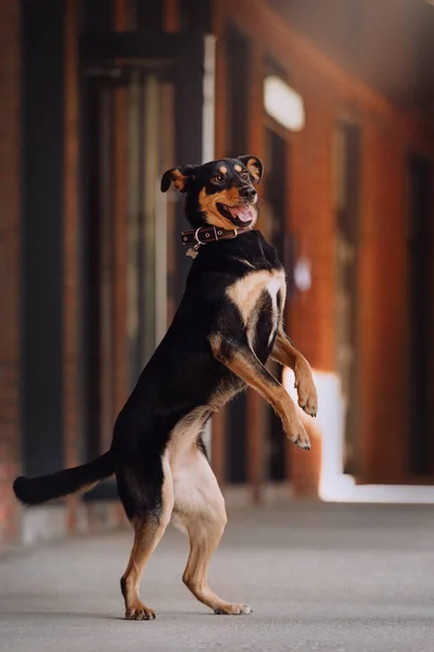 Feliz mestiço cão pulando na rua — Fotografia de Stock