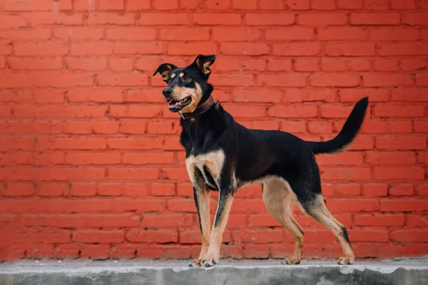 Feliz perro de raza mixta de pie delante de una pared de ladrillo — Foto de Stock