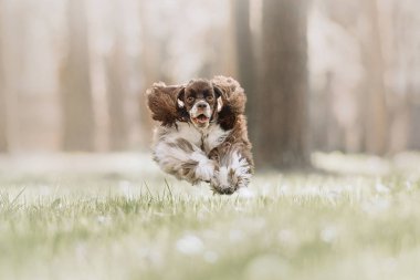 happy american cocker spaniel dog running on grass