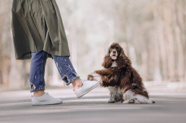 funny american cocker spaniel dog puts paw on owner foot outdoors