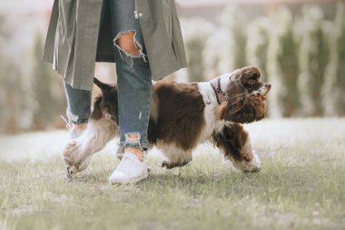 american cocker spaniel dog walking between owner legs outdoors